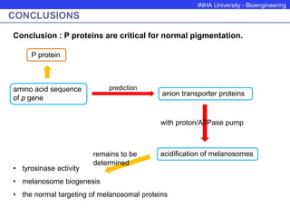 INHA University - Bioengineering
CONCLUSIONS
Conclusion : P proteins are critical for normal pigmentation.
amino acid sequence
of p gene
• tyrosinase activity
• melanosome biogenesis
• the normal targeting of melanosomal proteins
anion transporter proteins
P protein
acidification of melanosomes
prediction
with proton/ATPase pump
remains to be
determined
 