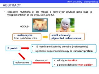 INHA University - Bioengineering
ABSTRACT
• Recessive mutations of the mouse p (pink-eyed dilution) gene lead to
hypopigmentation of the eyes, skin, and fur.
• melanocytes
from p-deficient mice
small, minimally
pigmented melanosomes
P protein
• 12 membrane spanning domains (melanosome)
• significant sequence homology to transport protein
abnormal pH • wild-type <acidic>
• p protein-deficient <non-acidic>
melanosome
<OCA2>
 