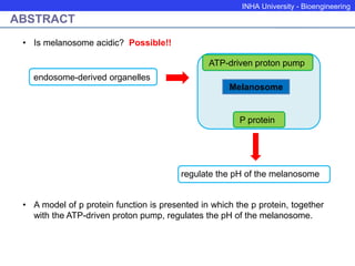 INHA University - Bioengineering
ABSTRACT
endosome-derived organelles
regulate the pH of the melanosome
Melanosome
ATP-driven proton pump
• Is melanosome acidic? Possible!!
• A model of p protein function is presented in which the p protein, together
with the ATP-driven proton pump, regulates the pH of the melanosome.
P protein
 
