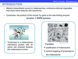 INHA University - Bioengineering
INTRODUCTION
• Melanin biosynthesis occurs in melanosomes, endosome-derived organelles
that share some features with lysosomes.
• Tyrosinase: the product of the mouse Tyr gene is the rate-limiting enzyme
tyrosine  DOPA quinone
• Tyrosinase is a melanosome
membrane protein with its
active site oriented towards
the melanosome lumen.
P protein
 acidification of melanosome
 correct targeting of tyrosinase to
the melanosome
 