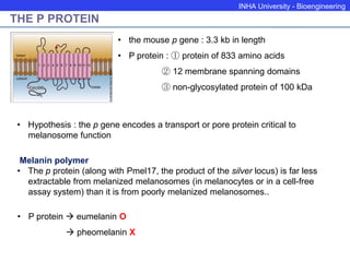 INHA University - Bioengineering
THE P PROTEIN
• the mouse p gene : 3.3 kb in length
• P protein : ① protein of 833 amino acids
② 12 membrane spanning domains
③ non-glycosylated protein of 100 kDa
• Hypothesis : the p gene encodes a transport or pore protein critical to
melanosome function
Melanin polymer
• The p protein (along with Pmel17, the product of the silver locus) is far less
extractable from melanized melanosomes (in melanocytes or in a cell-free
assay system) than it is from poorly melanized melanosomes..
• P protein  eumelanin O
 pheomelanin X
 