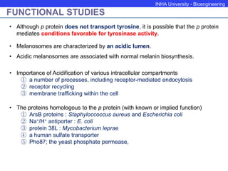 INHA University - Bioengineering
FUNCTIONAL STUDIES
• Although p protein does not transport tyrosine, it is possible that the p protein
mediates conditions favorable for tyrosinase activity.
• Melanosomes are characterized by an acidic lumen.
• Acidic melanosomes are associated with normal melanin biosynthesis.
• Importance of Acidification of various intracellular compartments
① a number of processes, including receptor-mediated endocytosis
② receptor recycling
③ membrane trafficking within the cell
• The proteins homologous to the p protein (with known or implied function)
① ArsB proteins : Staphyloccoccus aureus and Escherichia coli
② Na+/H+ antiporter : E. coli
③ protein 38L : Mycobacterium leprae
④ a human sulfate transporter
⑤ Pho87; the yeast phosphate permease,
 