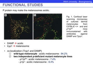 INHA University - Bioengineering
FUNCTIONAL STUDIES
Fig. 1. Confocal laser
scanning microscopy
of cultured dermal
melanocytes from
C57BL/6 +/+ and and
pcp/p6H mice
immunostained with
antibodies against
DAMP and Tyrp1.
• DAMP  acidic
• tryp1  melanosome
• co-localization (Tryp1 and DAMP)
① wild-type melanocyte : acidic melanosome : 94.2%
② two independent p-deficient mutant melanocyte lines
- pcp/p6H : acidic melanosome : 7.4%
- pJ/pJ : acidic melanosome : 8.4%
P protein may make the melanosomes acidic.
 
