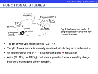 INHA University - Bioengineering
FUNCTIONAL STUDIES
Fig. 2. Melanosome model. A
simplified melanosome with key
proteins is shown.
• The pH of wild type melanosomes : 3.0 – 4.6
• The pH of melanosome is inversely correlated with its degree of melanization.
• An anion channel and an ATP-driven proton pump  regulate pH
• Anion (Cl-, SO4
2-, or HCO3
-) conductance provides the compensating charge
balance to electrogenic proton transport.
 