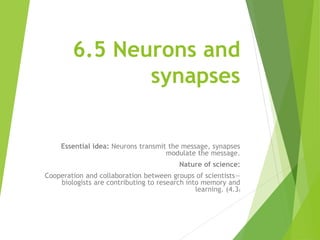 6.5 Neurons and
synapses
Essential idea: Neurons transmit the message, synapses
modulate the message.
Nature of science:
Cooperation and collaboration between groups of scientists—
biologists are contributing to research into memory and
learning. (4.3)
 