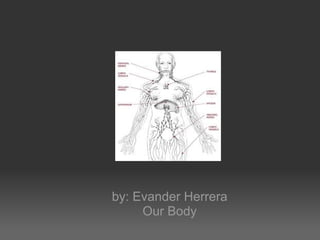 by: Evander Herrera
     Our Body
 
