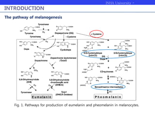 INHA University -
Bioengineering
INTRODUCTION
Fig. 1. Pathways for production of eumelanin and pheomelanin in melanocytes.
The pathway of melanogenesis
 