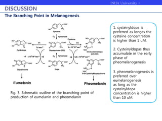 INHA University -
Bioengineering
DISCUSSION
The Branching Point in Melanogenesis
Fig. 3. Schematic outline of the branching point of
production of eumelanin and pheomelanin
1. cysteinyldopa is
preferred as longas the
cysteine concentration
is higher than 1 uM.
2. Cysteinyldopas thus
accumulate in the early
phase of
pheomelanogenesis
3. pheomelanogenesis is
preferred over
eumelanogenesis
as long as the
cysteinyldopa
concentration is higher
than 10 uM.
 