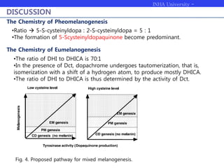 INHA University -
Bioengineering
DISCUSSION
The Chemistry of Pheomelanogenesis
The Chemistry of Eumelanogenesis
•Ratio  5-S-cysteinyldopa : 2-S-cysteinyldopa = 5 : 1
•The formation of 5-Scysteinyldopaquinone become predominant.
Fig. 4. Proposed pathway for mixed melanogenesis.
•The ratio of DHI to DHICA is 70:1
•In the presence of Dct, dopachrome undergoes tautomerization, that is,
isomerization with a shift of a hydrogen atom, to produce mostly DHICA.
•The ratio of DHI to DHICA is thus determined by the activity of Dct.
 