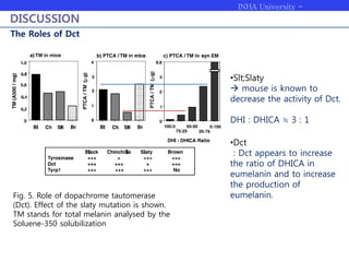 INHA University -
Bioengineering
DISCUSSION
The Roles of Dct
Fig. 5. Role of dopachrome tautomerase
(Dct). Effect of the slaty mutation is shown.
TM stands for total melanin analysed by the
Soluene-350 solubilization
•Slt;Slaty
 mouse is known to
decrease the activity of Dct.
DHI : DHICA ≒ 3 : 1
•Dct
: Dct appears to increase
the ratio of DHICA in
eumelanin and to increase
the production of
eumelanin.
 