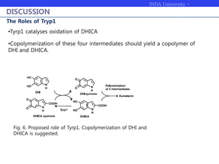 INHA University -
Bioengineering
DISCUSSION
The Roles of Tryp1
Fig. 6. Proposed role of Tyrp1. Copolymerization of DHI and
DHICA is suggested.
•Tyrp1 catalyses oxidation of DHICA
•Copolymerization of these four intermediates should yield a copolymer of
DHI and DHICA.
 