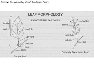 From	
  M.	
  Dirr,	
  Manual	
  of	
  Woody	
  Landscape	
  Plants	
  

 