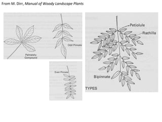 130901 pu woody plant list 1 slides | PDF