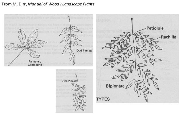 130901 pu woody plant list 1 slides