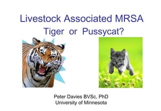 Livestock Associated MRSA
Menace or Pussycat?
Tiger
Mirage

Peter Davies BVSc, PhD
University of Minnesota

 