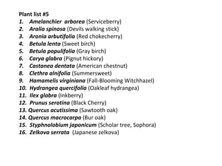 Plant list #5
1. Amelanchier arborea (Serviceberry)
2. Aralia spinosa (Devils walking stick)
3. Aronia arbutifolia (Red chokecherry)
4. Betula lenta (Sweet birch)
5. Betula populifolia (Gray birch)
6. Carya glabra (Pignut hickory)
7. Castanea dentata (American chestnut)
8. Clethra alnifolia (Summersweet)
9. Hamamelis virginiana (Fall-Blooming Witchhazel)
10. Hydrangea quercifolia (Oakleaf hydrangea)
11. Ilex glabra (Inkberry)
12. Prunus serotina (Black Cherry)
13. Quercus acutissima (Sawtooth oak)
14. Quercus macrocarpa (Bur oak)
15. Styphnolobium japonicum (Scholar tree, Sophora)
16. Zelkova serrata (Japanese zelkova)

 