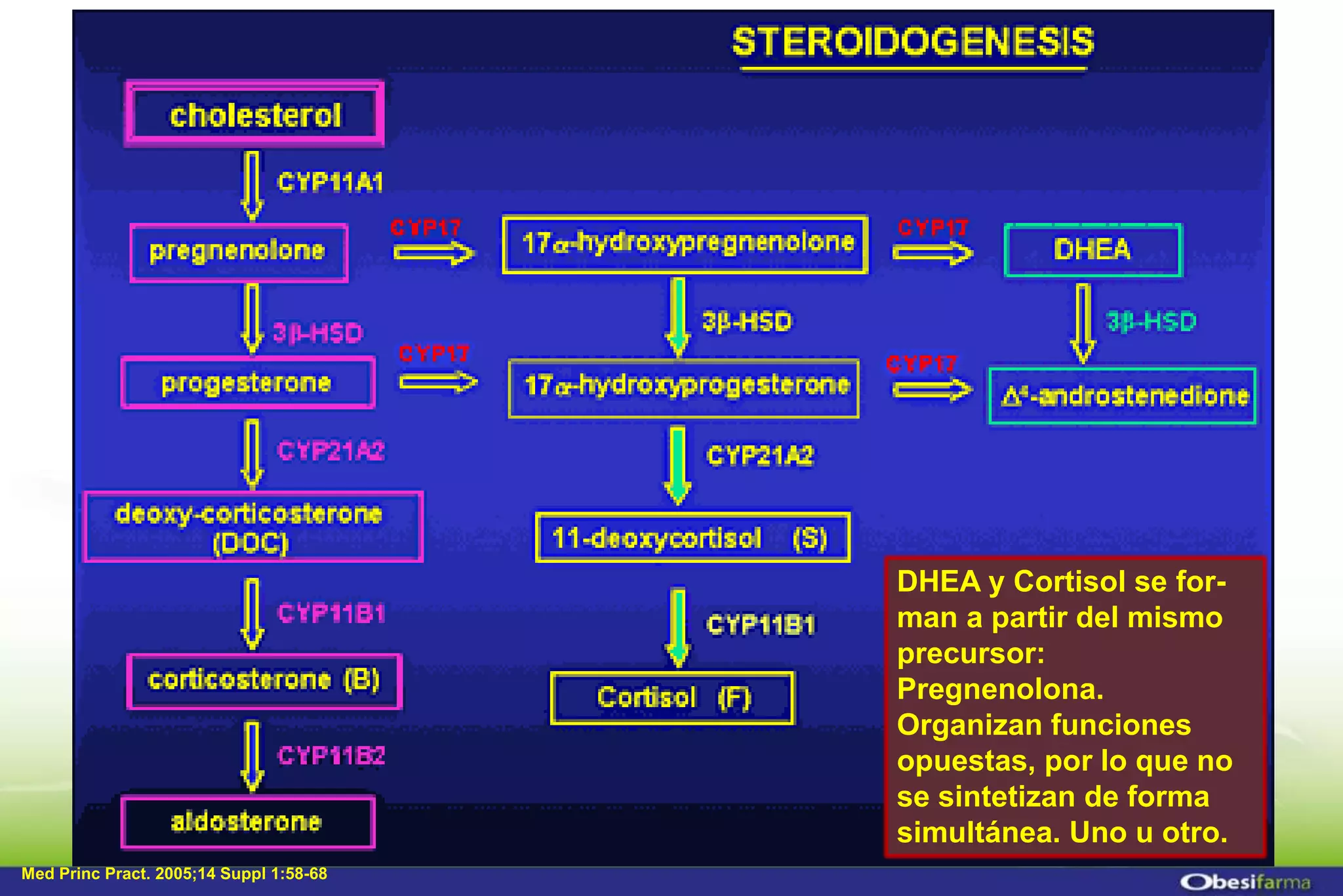 DHEA - Pregnenolona | PDF | Endocrine and Metabolic Diseases | Diseases ...