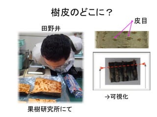 樹皮のどこに？
皮目
田野井

→可視化

果樹研究所にて

 