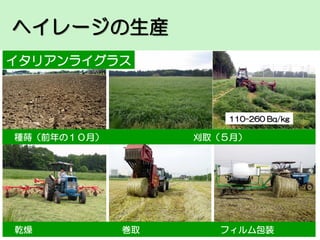 ヘイレージの生産
イタリアンライグラス

110-260 Bq/kg

種蒔（前年の１０月）

乾燥

刈取（５月）

巻取

フィルム包装

 