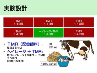 実験設計
TMR
１４日間

TMR
１４日間

TMR
１４日間

TMR
１４日間

ヘイレージ+TMR
１４日間

TMR
１４日間

• ＴＭＲ（配合飼料）：
毎日３５キロ

餌
35 kg

• ヘイレージ ＋ TMR：
毎日ヘイレージ１０キロ ＋ ＴＭＲ
２５キロ
（合計３５キロ）
1,250 Bq/kg

水 80 L

 