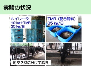 実験の状況
ヘイレージ
10 kg＋TMR
25 kg/日

TMR（配合飼料）
35 kg/日

朝夕２回に分けて給与

 