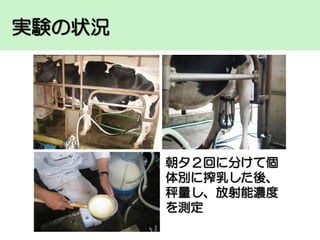実験の状況

朝夕２回に分けて個
体別に搾乳した後、
秤量し、放射能濃度
を測定

 