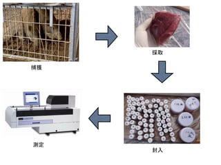 採取
捕獲

測定

封入

 