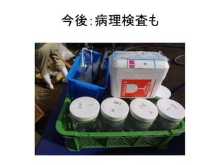 今後：病理検査も

 