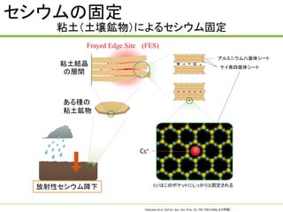 セシウムの固定
粘土（土壌鉱物）によるセシウム固定
Frayed Edge Site (FES)
アルミニウム八面体シート

粘土結晶
の層間

ケイ素四面体シート

ある種の
粘土鉱物

Cs+

放射性セシウム降下

Cs+はこのポケットにしっかりと固定される

（Dolcater et al. Soil Sci. Soc. Am. Proc, 32: 795-798 (1968) より作図）

 