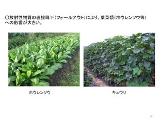 ○放射性物質の直接降下（フォールアウト）により、葉菜類（ホウレンソウ等）
への影響が大きい。

ホウレンソウ

キュウリ

76

 