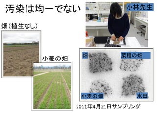 汚染は均一でない

小林先生

畑（植生なし）

小麦の畑

畑

小麦の畑

菜種の畑

水田

2011年4月21日サンプリング

 