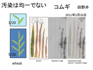 汚染は均一でない

コムギ

田野井

2011年5月26日

3/20

5/26
wheat

 