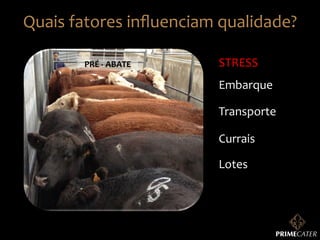 Quais	
  fatores	
  inﬂuenciam	
  qualidade?	
  
PRÉ	
  -­‐	
  ABATE	
  

STRESS	
  
Embarque	
  
Transporte	
  
Currais	
  
Lotes	
  

 