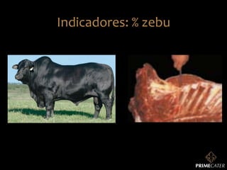 Indicadores:	
  %	
  zebu	
  

 