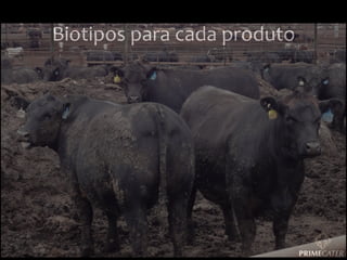 Biotipos	
  para	
  cada	
  produto	
  	
  

 