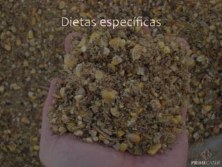 Dietas	
  especíﬁcas	
  

 
