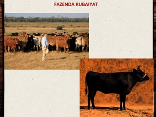 FAZENDA	
  RUBAIYAT	
  

 