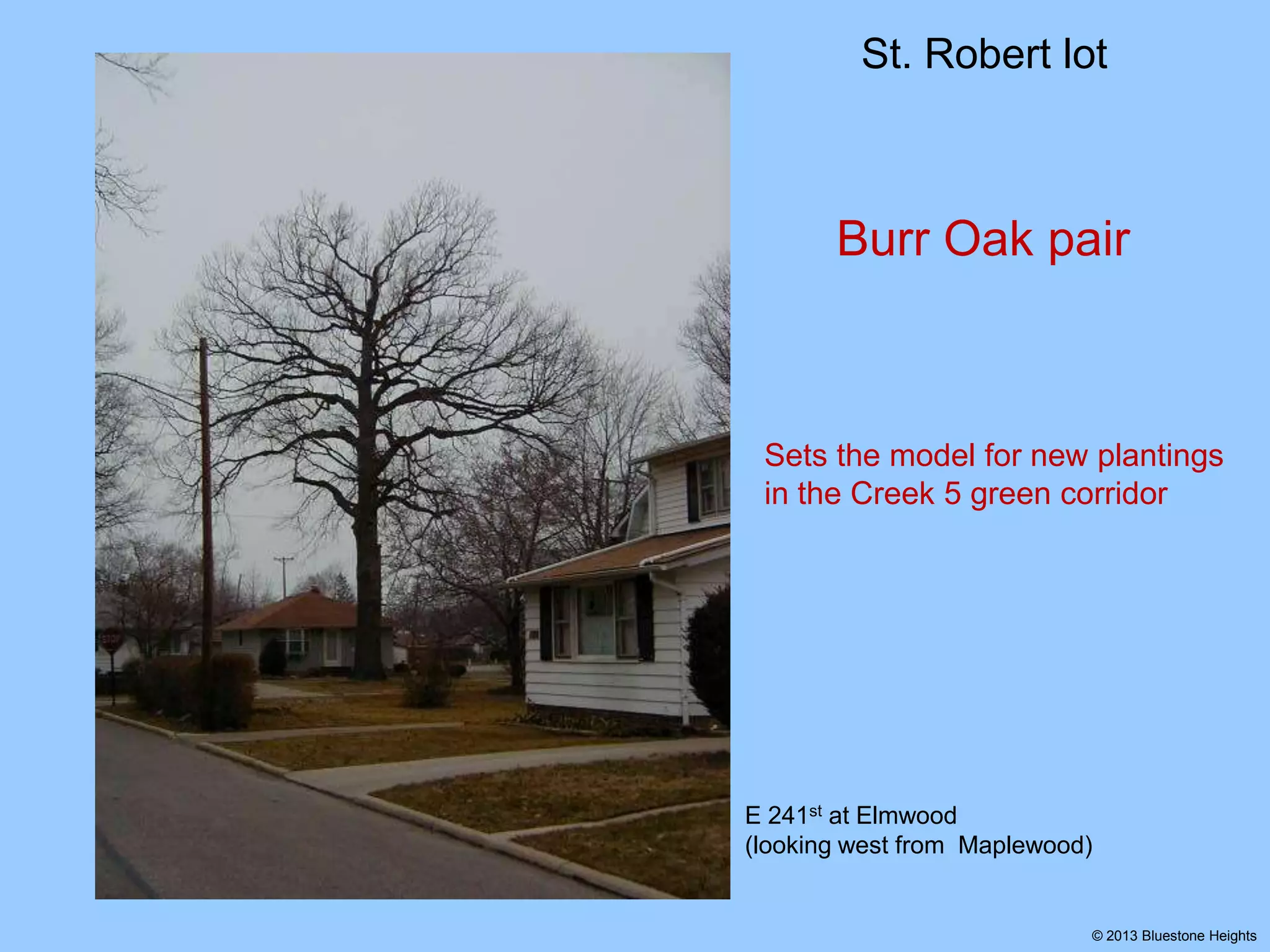 St. Robert lot

Burr Oak pair

Sets the model for new plantings
in the Creek 5 green corridor

E 241st at Elmwood
(looking west from Maplewood)

© 2013 Bluestone Heights

 