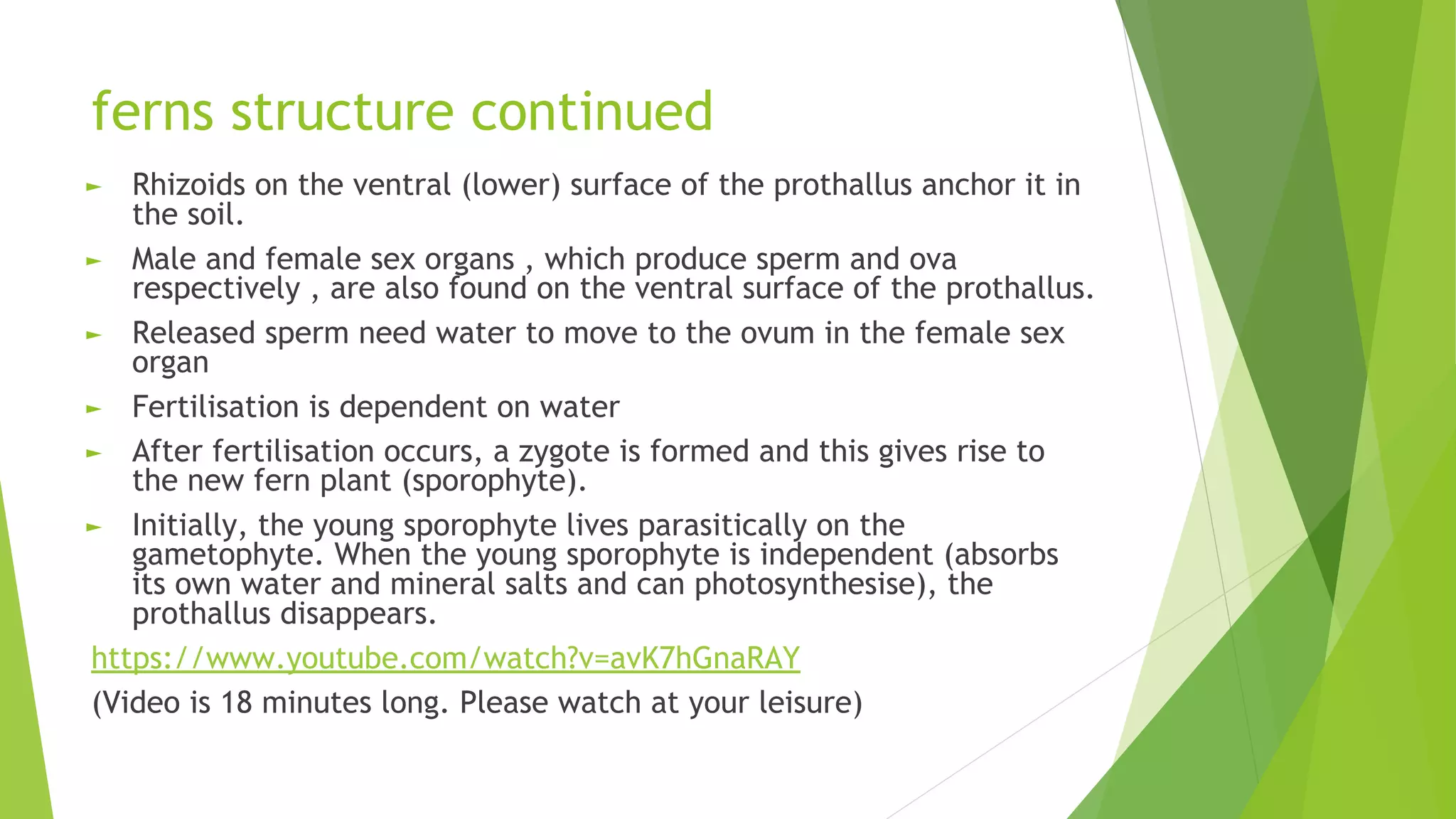 ferns structure continued
► Rhizoids on the ventral (lower) surface of the prothallus anchor it in
the soil.
► Male and female sex organs , which produce sperm and ova
respectively , are also found on the ventral surface of the prothallus.
► Released sperm need water to move to the ovum in the female sex
organ
► Fertilisation is dependent on water
► After fertilisation occurs, a zygote is formed and this gives rise to
the new fern plant (sporophyte).
► Initially, the young sporophyte lives parasitically on the
gametophyte. When the young sporophyte is independent (absorbs
its own water and mineral salts and can photosynthesise), the
prothallus disappears.
https://www.youtube.com/watch?v=avK7hGnaRAY
(Video is 18 minutes long. Please watch at your leisure)
 