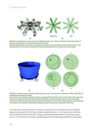 4

ANIMAL STUDIES

FIGURE 4.2 (a) Radial arm maze (courtesy of Med Associates, Inc) – food is available at the ends of each of
the arms and animals are required to forage for this food
(b) Typical paths taken by animals in the maze during the test: at first (left) an animal makes many errors
(repeat entries into an arm) to obtain all the food, but gradually learns to make few errors (right)

FIGURE 4.3 (a) Water maze (courtesy of Med Associates, Inc) – the maze has a diameter of about 100–200 cm
depending on the species tested
(b) A small circular platform (shown in grey) is submerged beneath the surface of the water in the maze and
animals are required to find the location of this platform to escape from the water. Typical swim paths
taken by an animal (i) early and (ii) late in testing. The platform is removed during the probe trial and typical
swim paths of an animal are illustrated, showing (iii) good and (iv) poor acquisition of the task

In an attempt to replicate the deficits in behaviour reported by Lai and colleagues, Cobb et al (2004)
exposed rats to pulsed 2.45 GHz fields and tested spatial learning in a 12-arm radial maze. All animals
acquired the food-reinforced task over 10 days, and no field-dependent deficits in performance were
seen. In a commentary on the study, Lai (2005) suggested that methodological differences may explain

140

 