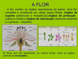 A FLORA FLOR
A flor contém os órgãos reprodutores da planta. Uma flor
completa é constituída por várias peças florais: órgãos de
suporte (pedúnculo e receptáculo);órgãos de protecção
(cálice e corola) e órgãos de reprodução (androceu-estames
e o gineceu - carpelos).
As flores que não apresentam, ao mesmo tempo, todos os órgãos,
chamam-se incompletas.
 