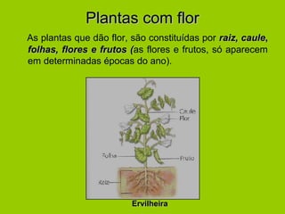 Plantas com florPlantas com flor
As plantas que dão flor, são constituídas por raiz,raiz, caulecaule,,
folhas, flores e frutos (folhas, flores e frutos (as flores e frutos, só aparecem
em determinadas épocas do ano).
ErvilheiraErvilheira
 