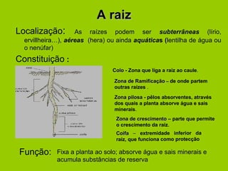 A raizA raiz
Localização: As raízes podem ser subterrâneas (lírio,
ervillheira…), aéreas ((hera) ou ainda aquáticas ((lentilha de água ou
o nenúfar)
Constituição :
ColoColo - Zona que liga a raiz ao caule.
Zona de RamificaçãoZona de Ramificação – de onde partem
outras raízes .
Zona pilosaZona pilosa - pêlos absorventes, através
dos quais a planta absorve água e sais
minerais.
Zona de crescimentoZona de crescimento – parte que permite
o crescimento da raiz.
CoifaCoifa –– extremidade inferior da
raiz, que funciona como protecção
Função: Fixa a planta ao solo; absorve água e sais minerais e
acumula substâncias de reserva
 