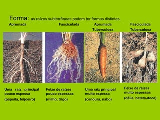 Forma: as raízes subterrâneas podem ter formas distintas.
Aprumada Fasciculada Aprumada Fasciculada
Tuberculosa Tuberculosa
Uma raiz principal
pouco espessa
(papoila, feijoeiro)
Feixe de raízes
pouco espessas
(milho, trigo)
Uma raiz principal
muito espessa
(cenoura, nabo)
Feixe de raízes
muito espessas
(dália, batata-doce)
 