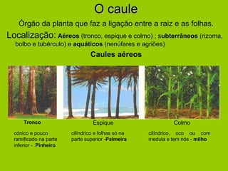 O cauleO caule
Órgão da planta que faz a ligação entre a raiz e as folhas.
Localização: Aéreos (tronco, espique e colmo) ; subterrâneos (rizoma,
bolbo e tubérculo) e aquáticos (nenúfares e agriões)
Caules aéreos
Tronco Espique Colmo
cilíndrico e folhas só na
parte superior -Palmeira
cónico e pouco
ramificado na parte
inferior - Pinheiro
cilíndrico, oco ou com
medula e tem nós - milho
 