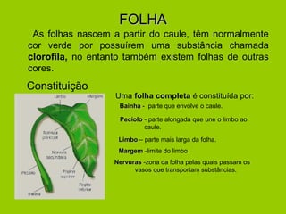 FOLHAFOLHA
As folhas nascem a partir do caule, têm normalmente
cor verde por possuírem uma substância chamada
clorofila, no entanto também existem folhas de outras
cores.
Constituição
NervurasNervuras -zona da folha pelas quais passam os
vasos que transportam substâncias.
Uma folha completa é constituída por:
PecíoloPecíolo - parte alongada que une o limbo ao
caule.
MargemMargem -limite do limbo
BainhaBainha - parte que envolve o caule.
LimboLimbo – parte mais larga da folha.
 