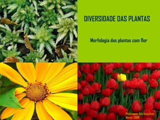 Morfologia das plantas com flor
DIVERSIDADE DAS PLANTAS
Professora: Ilda Gonçalves
Março 2009
 