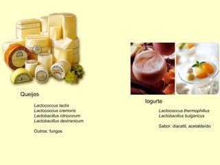 Iogurte
Lactococcus thermophillus
Lactobacillus bulgaricus
Sabor: diacetil, acetaldeído
Queijos
Lactococcus lactis
Lactococcus cremoris
Lactobacillus citrovorum
Lactobacillus dextranicum
Outros: fungos
 