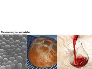 Saccharomyces cerevisiae
 