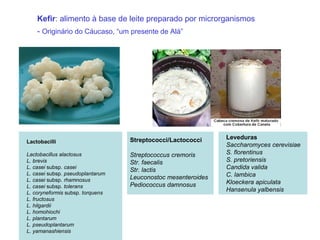 Kefir: alimento à base de leite preparado por microrganismos
- Originário do Cáucaso, “um presente de Alá”
Lactobacilli
Lactobacillus alactosus
L. brevis
L. casei subsp. casei
L. casei subsp. pseudoplantarum
L. casei subsp. rhamnosus
L. casei subsp. tolerans
L. coryneformis subsp. torquens
L. fructosus
L. hilgardii
L. homohiochi
L. plantarum
L. pseudoplantarum
L. yamanashiensis
Streptococci/Lactococci
Streptococcus cremoris
Str. faecalis
Str. lactis
Leuconostoc mesenteroides
Pediococcus damnosus
Leveduras
Saccharomyces cerevisiae
S. florentinus
S. pretoriensis
Candida valida
C. lambica
Kloeckera apiculata
Hansenula yalbensis
 